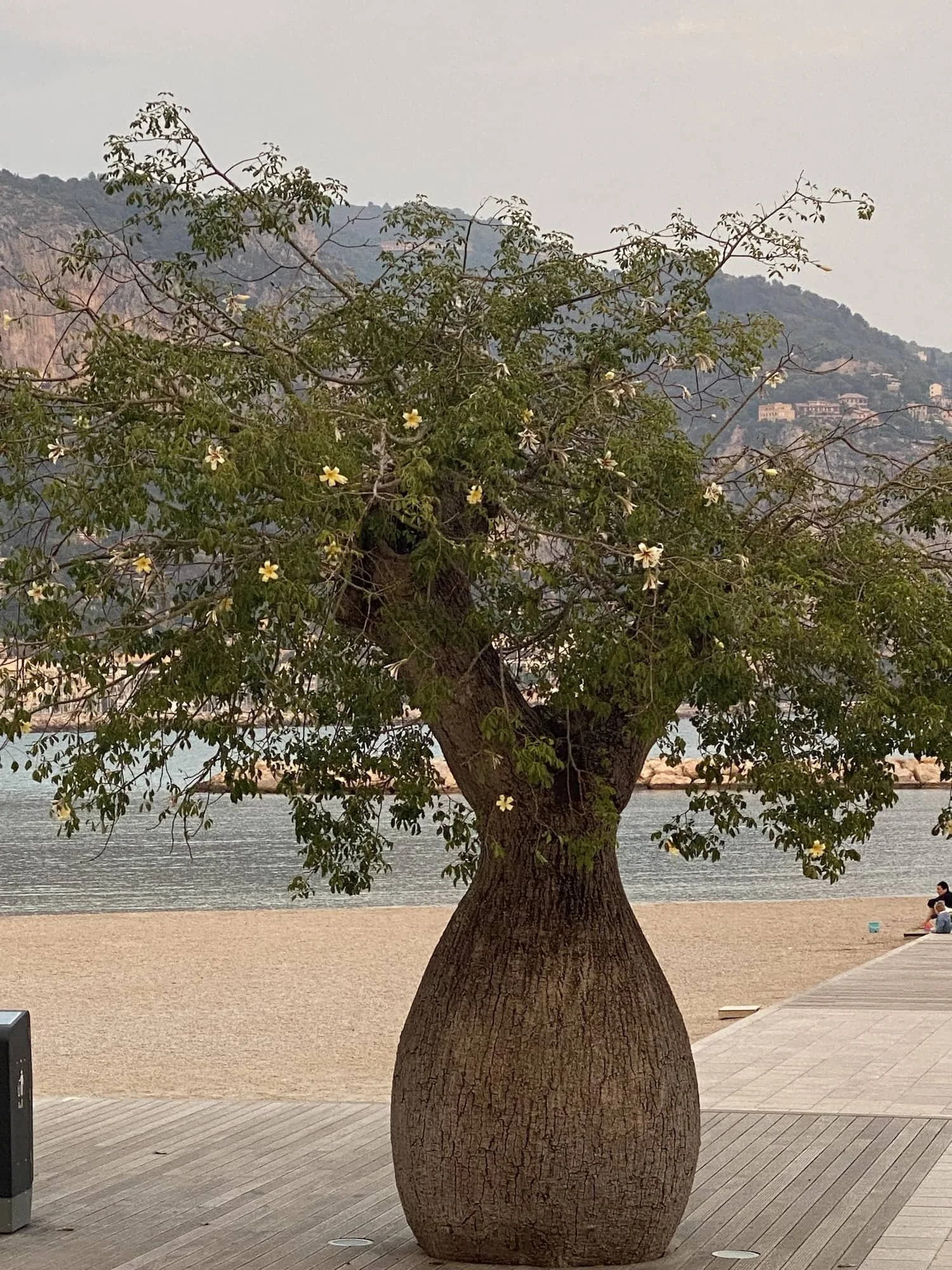 Bottle tree (Brachychiton rupestris)