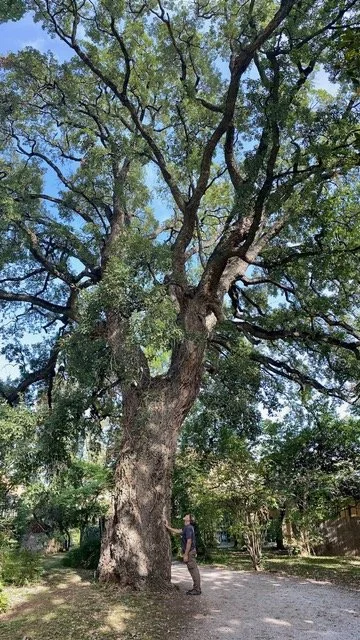 Europe through the Eyes of a Tree Nerd Part 4