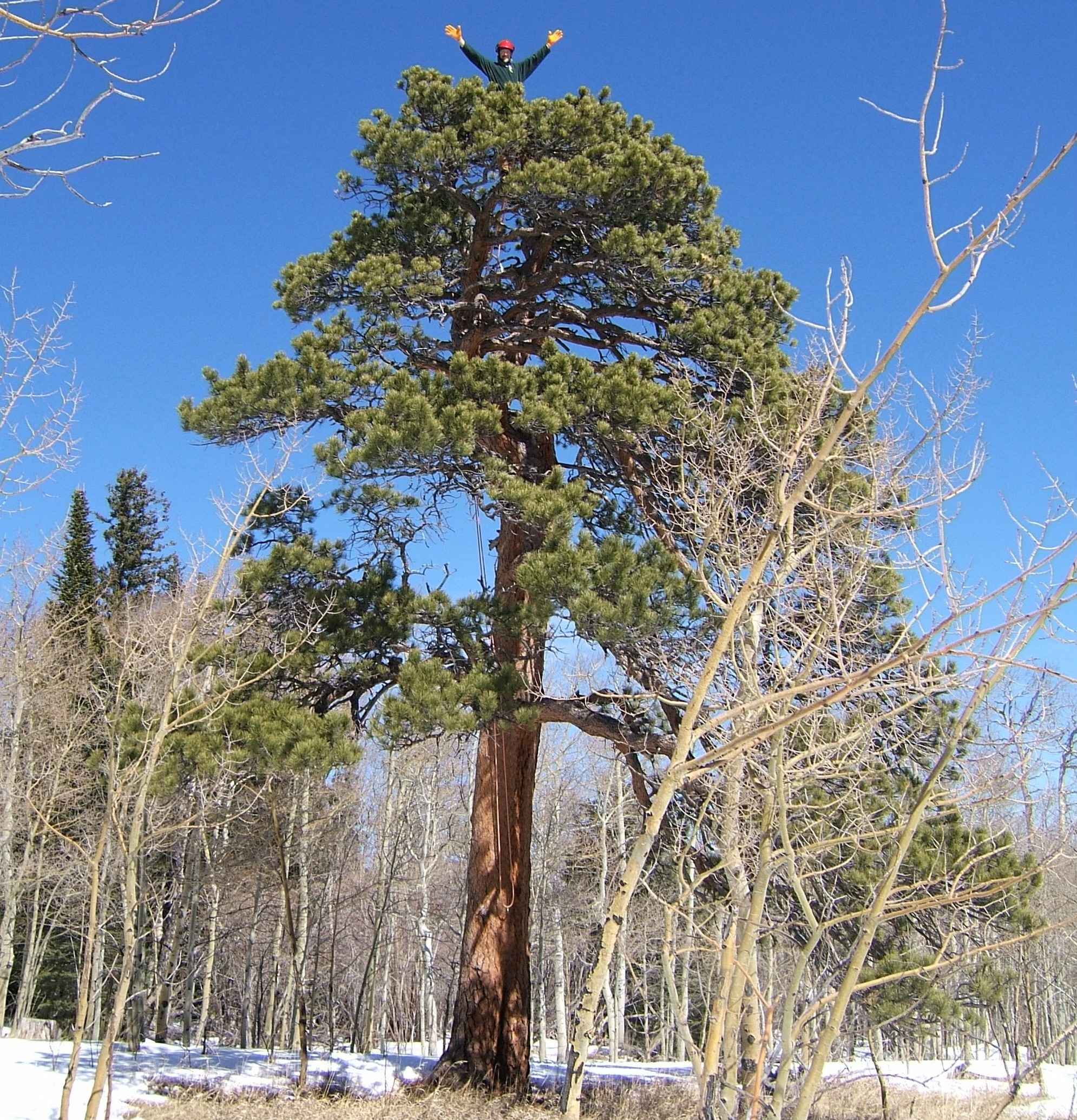 David Schaldach among the trees
