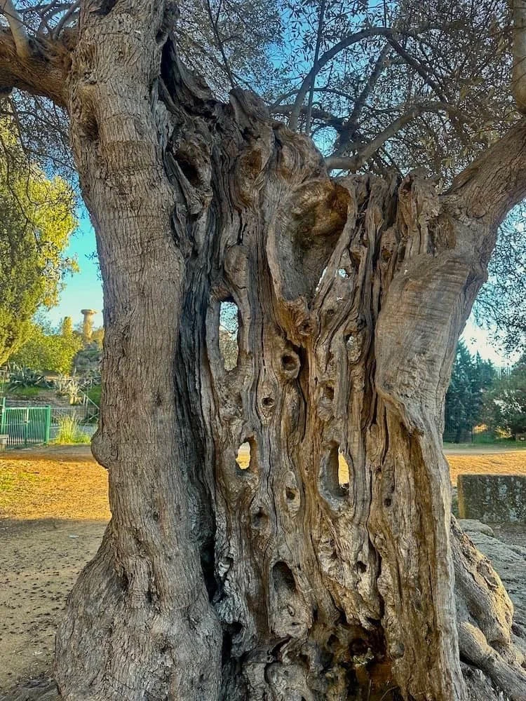 Europe Through the Eyes of a Tree Nerd Part 5